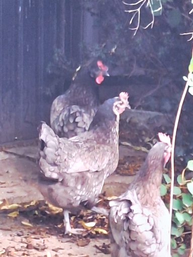 The Girls 🐔