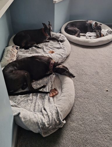 Ben, Shelby, Elsie