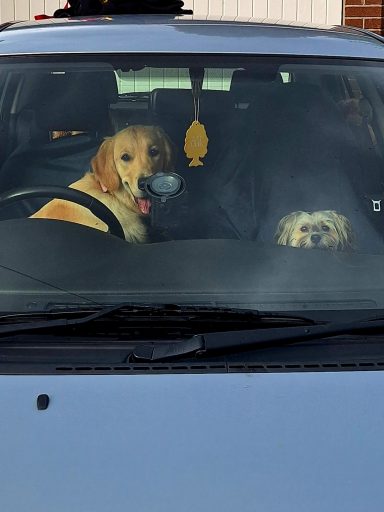 Dogs Driving🤣