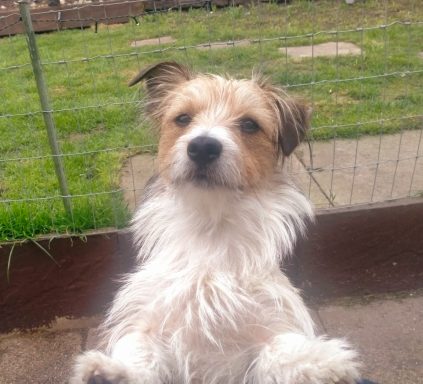 Cooper