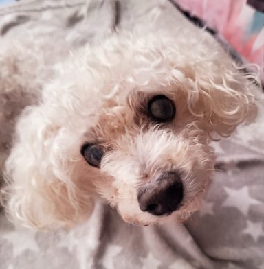 Benji