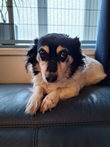 Maia