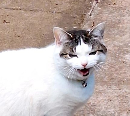 Duchess