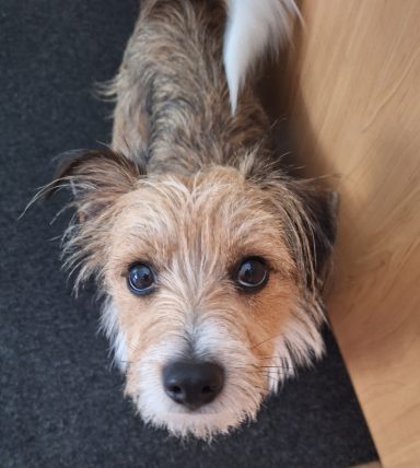 Cooper