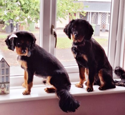 Rex & Murphy