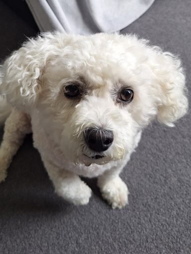Daisy