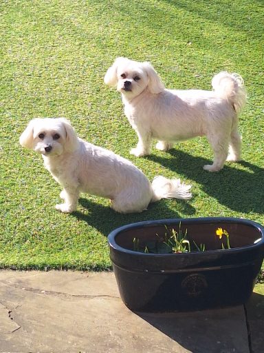 Daisy & Lily