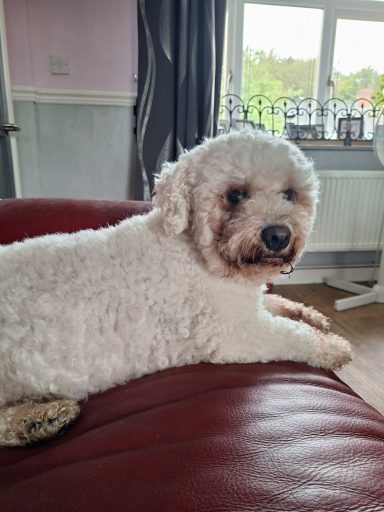 Dougal
