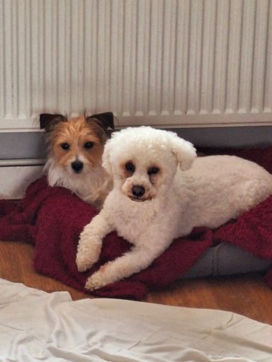 Cooper & Dougal