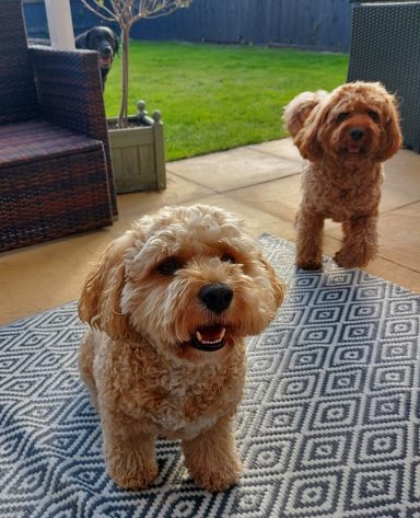 Oscar, Reuben